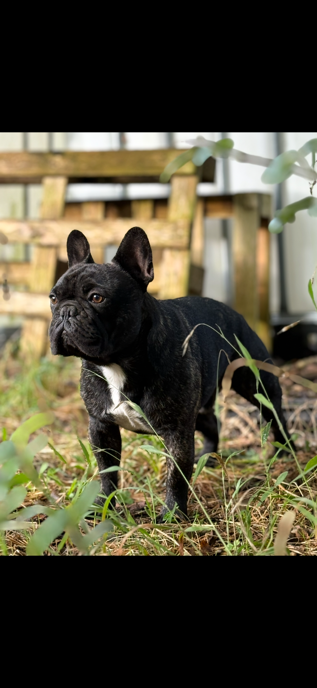 Viktor De La Vallée Du Cagire