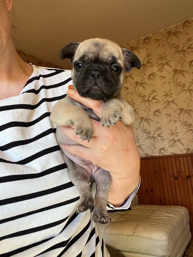 De La Vallée Du Cagire - Chiots disponibles - Bouledogue français