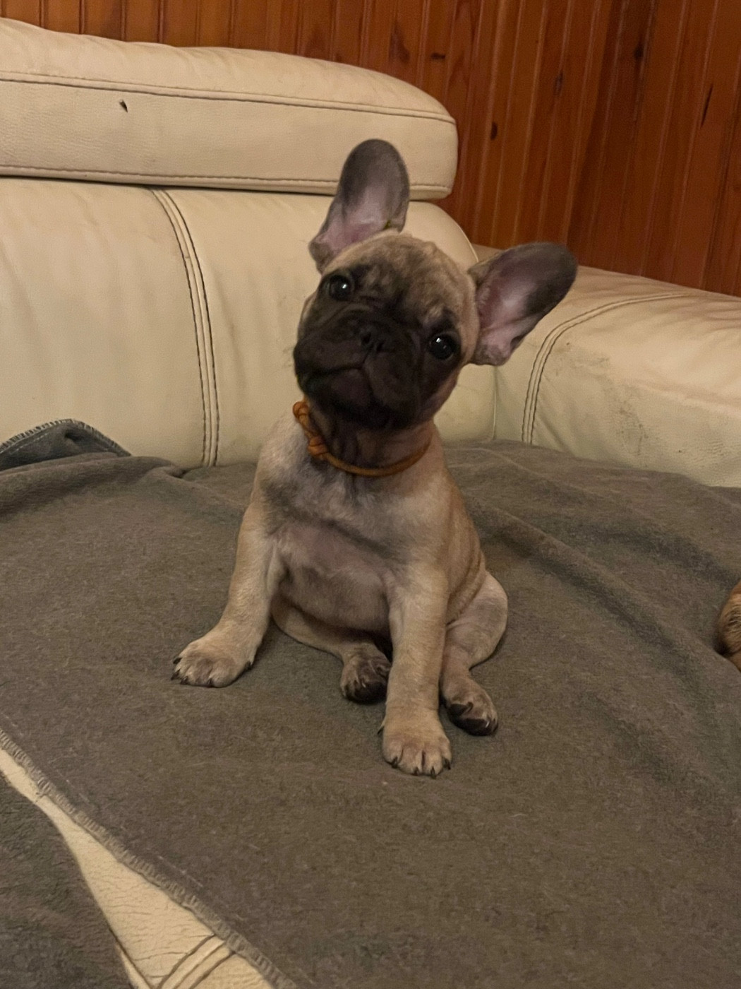 De La Vallée Du Cagire - Chiots disponibles - Bouledogue français