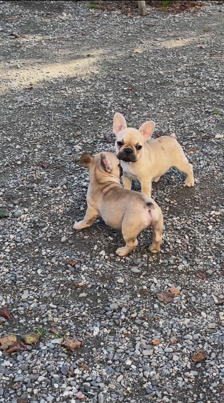 De La Vallée Du Cagire - Chiots disponibles - Bouledogue français