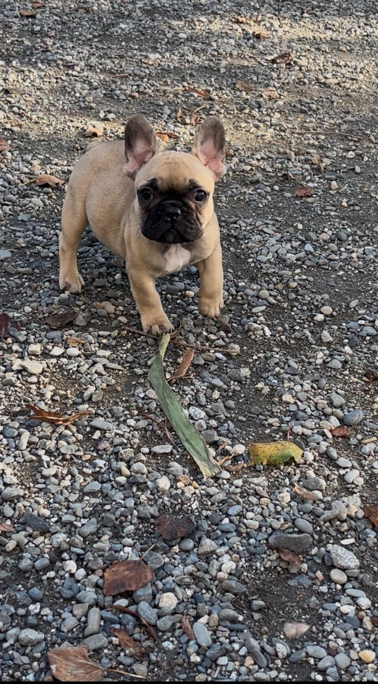 De La Vallée Du Cagire - Chiots disponibles - Bouledogue français