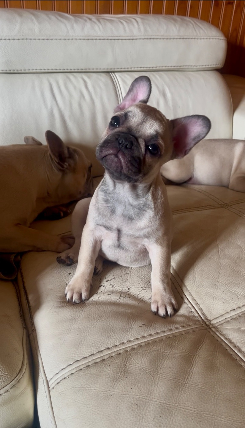 De La Vallée Du Cagire - Chiots disponibles - Bouledogue français