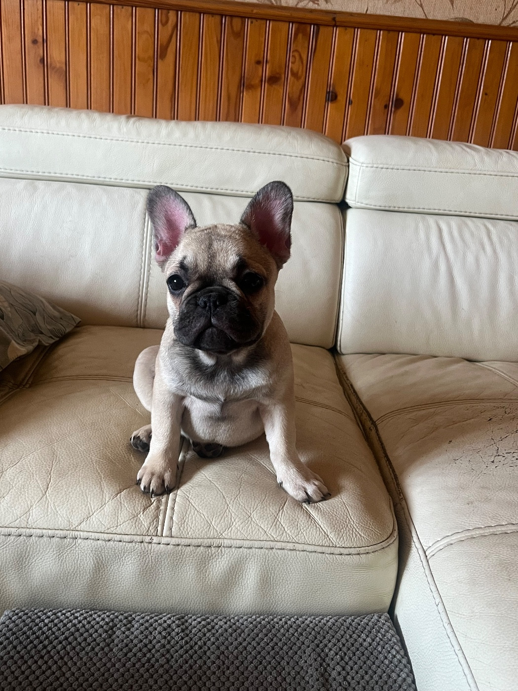 De La Vallée Du Cagire - Chiots disponibles - Bouledogue français