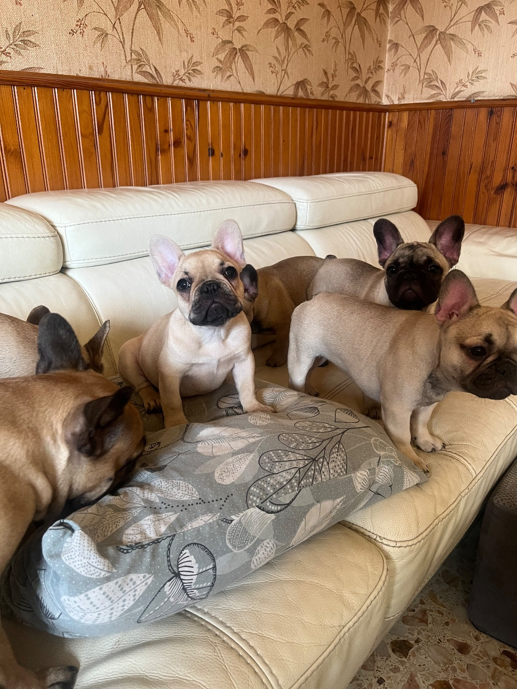 De La Vallée Du Cagire - Chiots disponibles - Bouledogue français