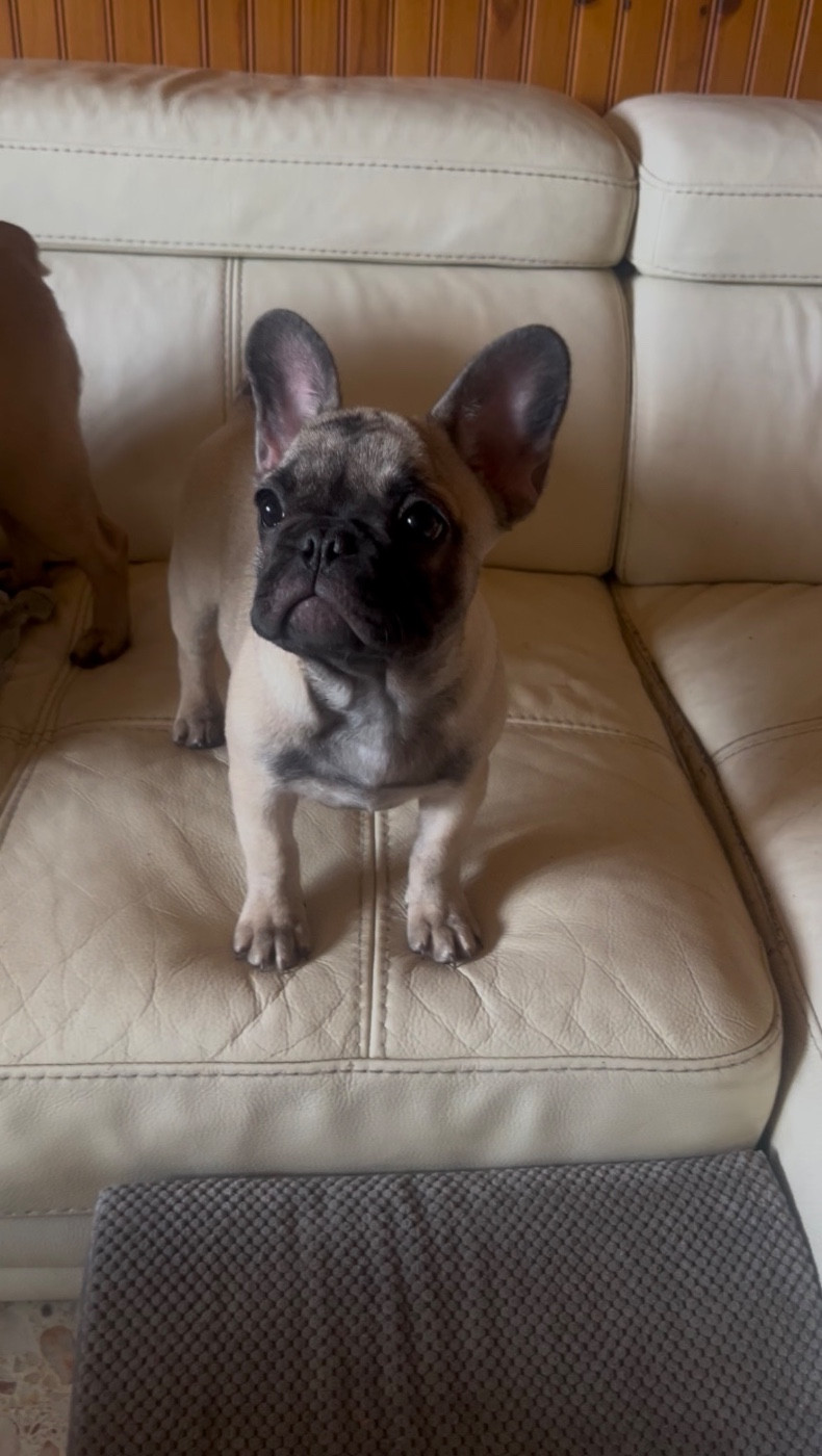 De La Vallée Du Cagire - Chiots disponibles - Bouledogue français