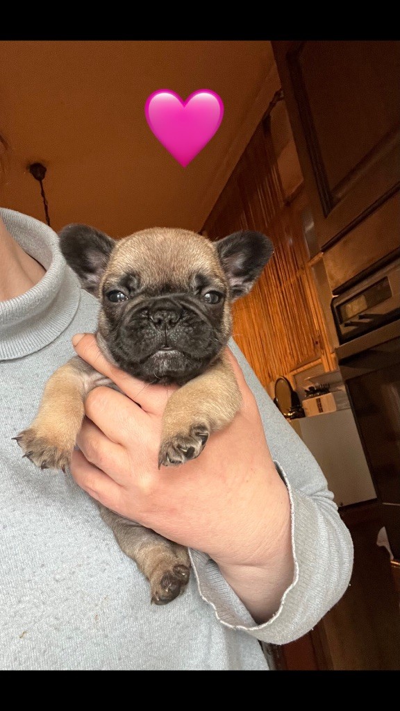 De La Vallée Du Cagire - Chiots disponibles - Bouledogue français