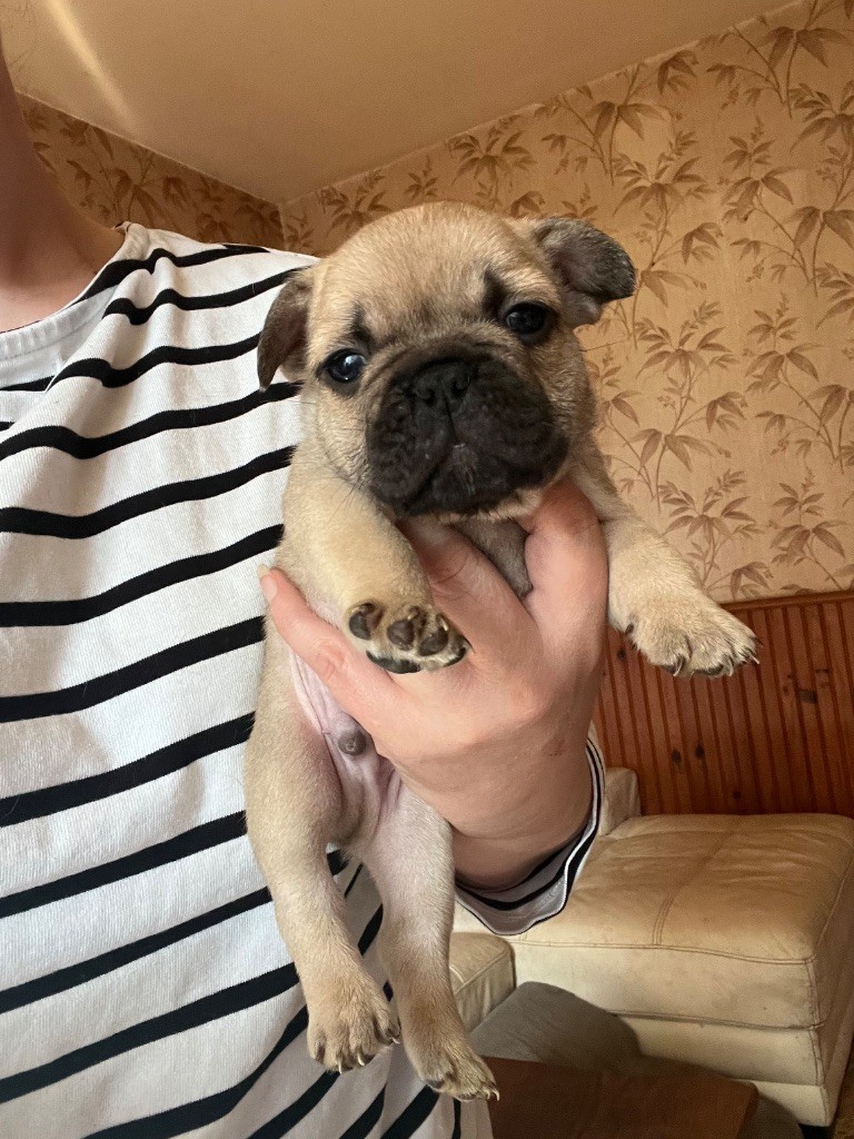 De La Vallée Du Cagire - Chiots disponibles - Bouledogue français