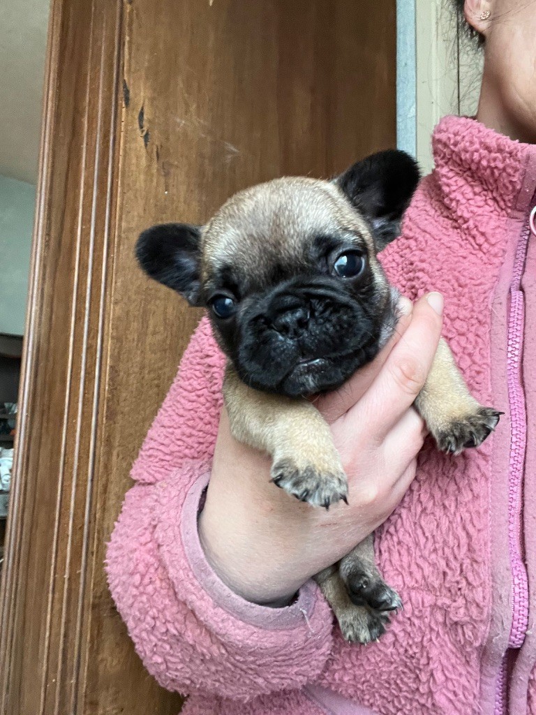 De La Vallée Du Cagire - Chiots disponibles - Bouledogue français