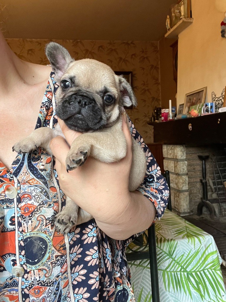 De La Vallée Du Cagire - Chiots disponibles - Bouledogue français