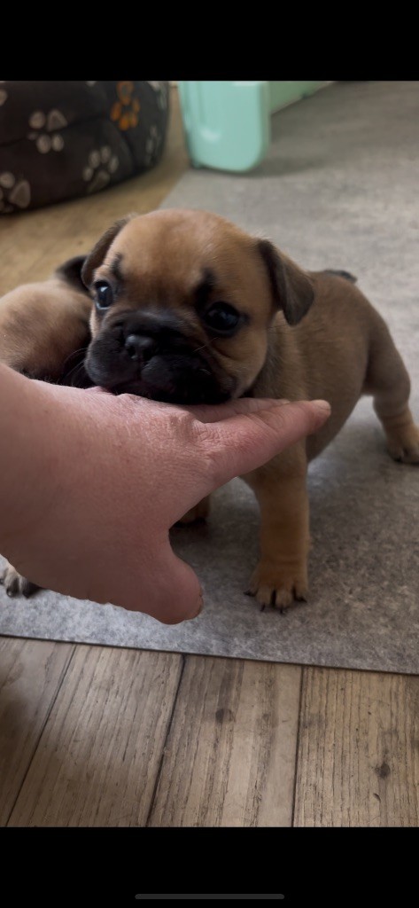 De La Vallée Du Cagire - Chiots disponibles - Bouledogue français