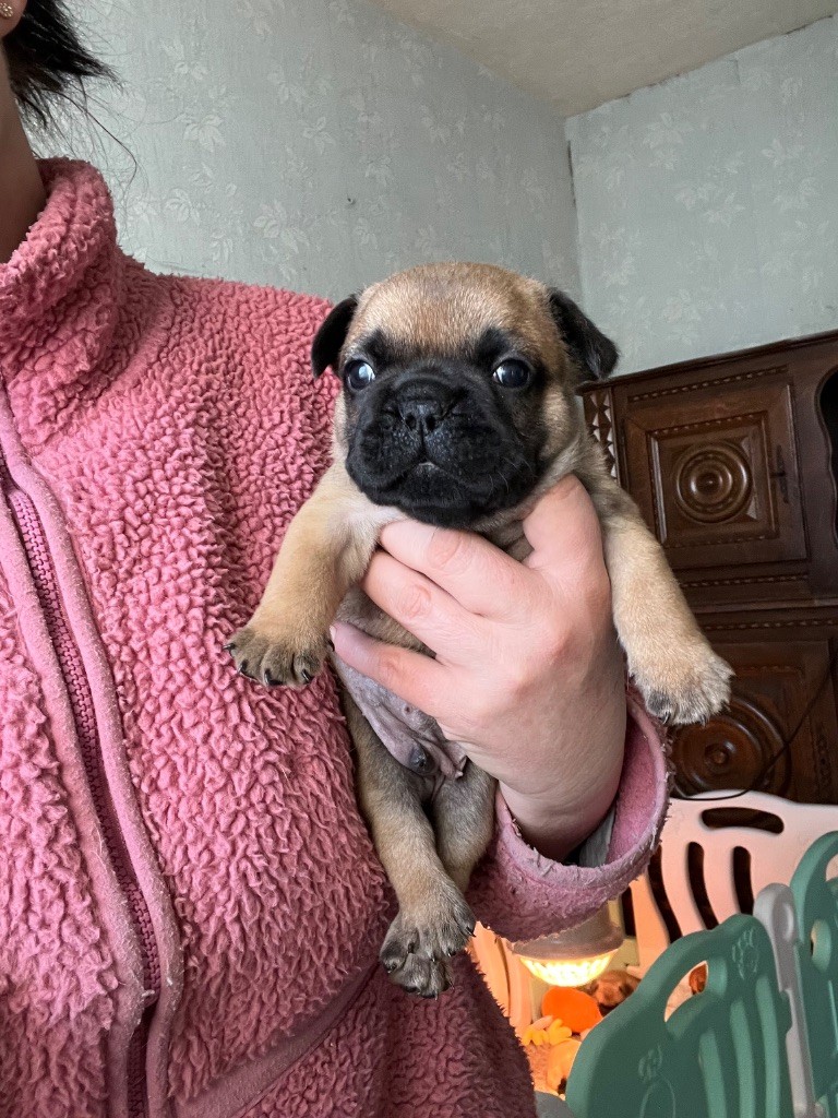 De La Vallée Du Cagire - Chiots disponibles - Bouledogue français