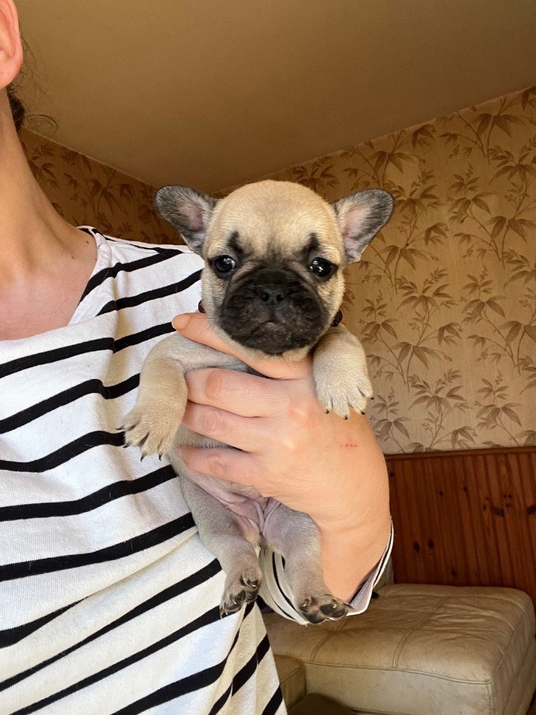 De La Vallée Du Cagire - Chiots disponibles - Bouledogue français