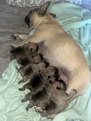 CHIOT 4