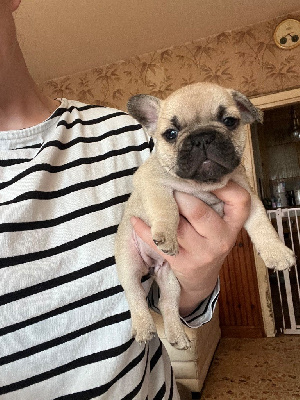 CHIOT 5