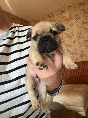 CHIOT 2