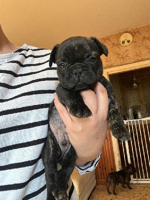 CHIOT 1