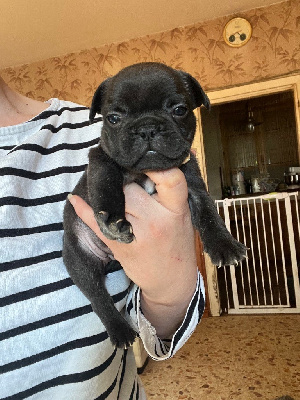 CHIOT 7