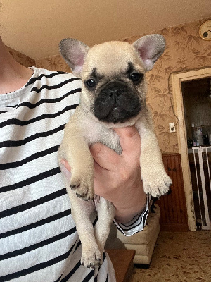 CHIOT 3