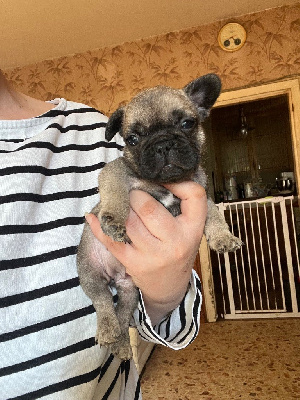 CHIOT 6