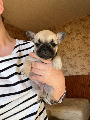 CHIOT 6