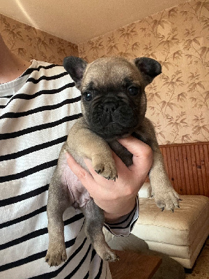 CHIOT 4