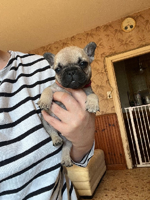 CHIOT 3