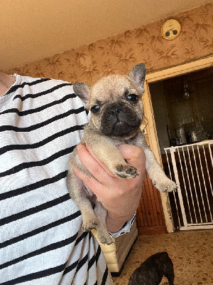 CHIOT 1