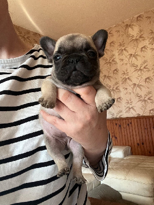 CHIOT 4