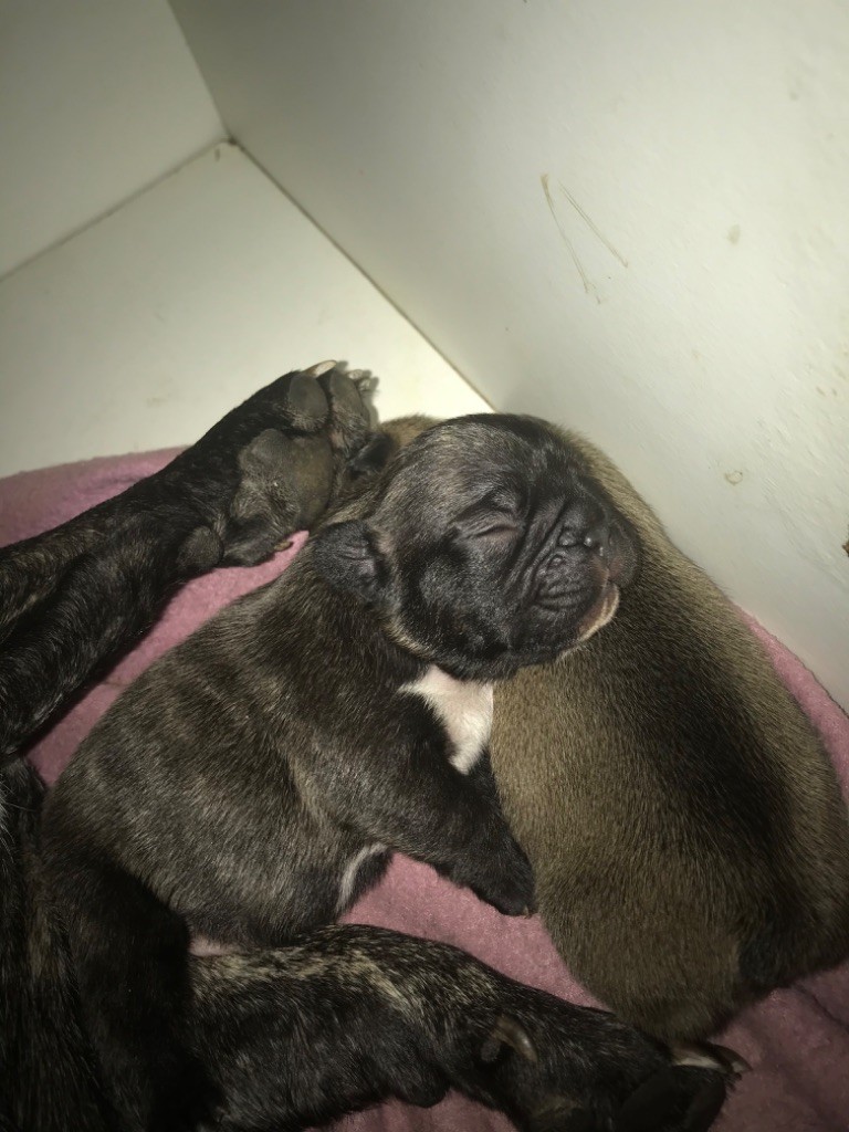 CHIOT