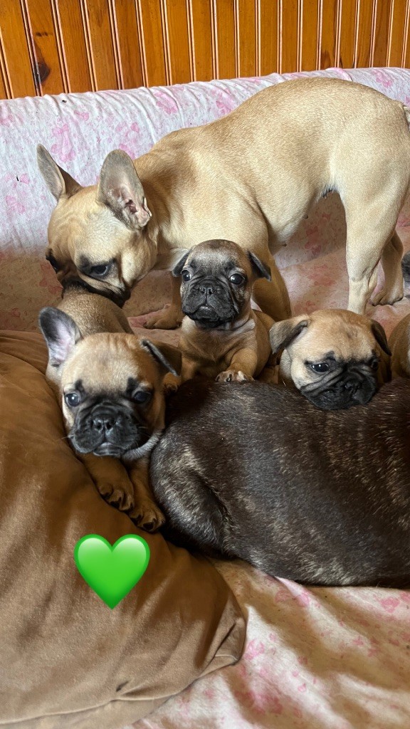 De La Vallée Du Cagire - Bouledogue français - Portée née le 05/05/2024