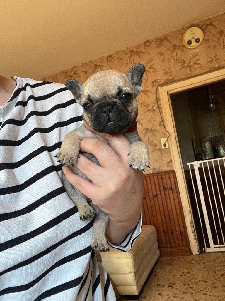 De La Vallée Du Cagire - Chiots disponibles - Bouledogue français