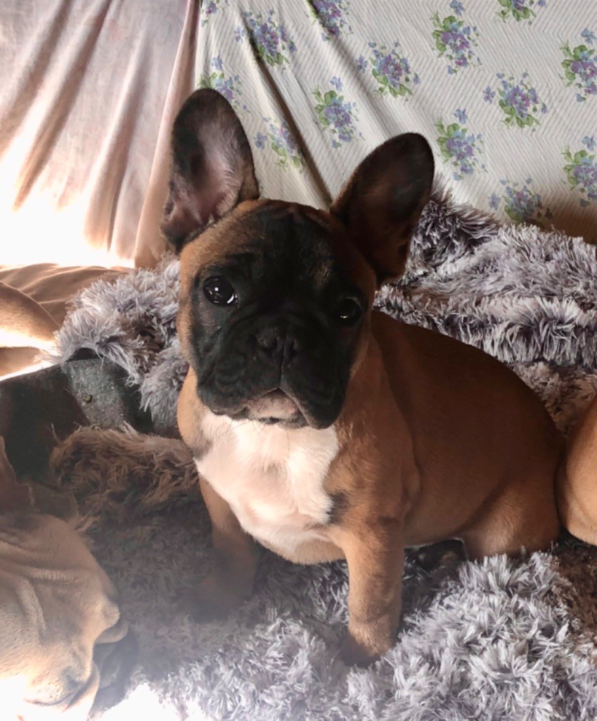 De La Vallée Du Cagire - Bouledogue français - Portée née le 25/10/2022