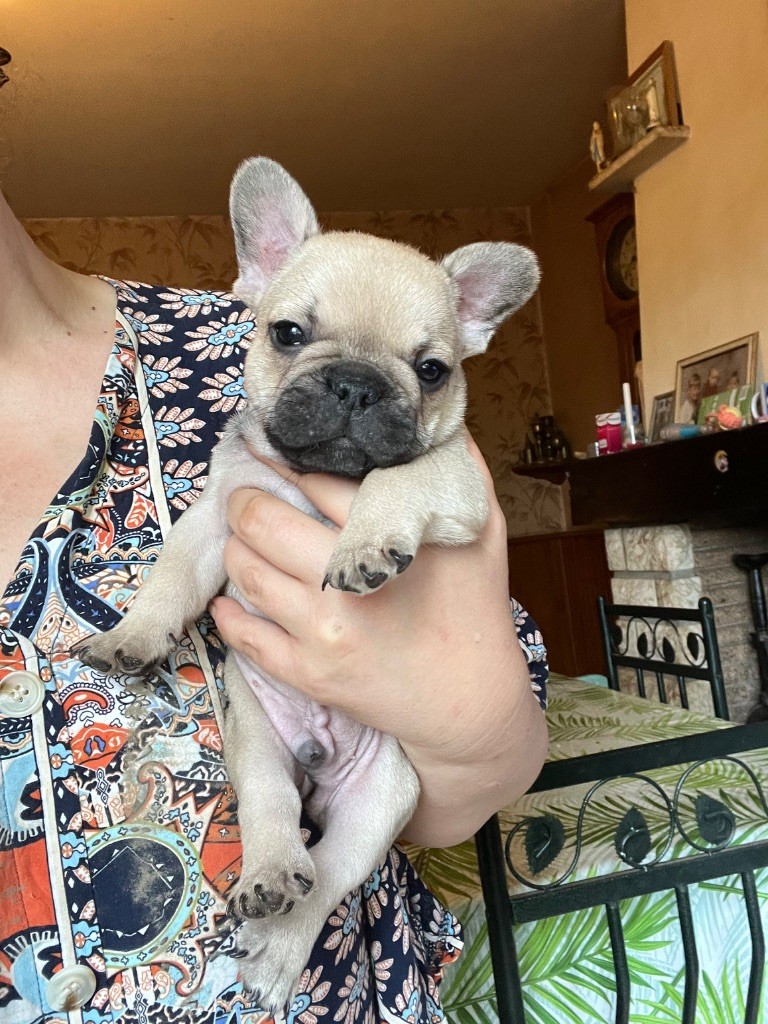 De La Vallée Du Cagire - Chiots disponibles - Bouledogue français