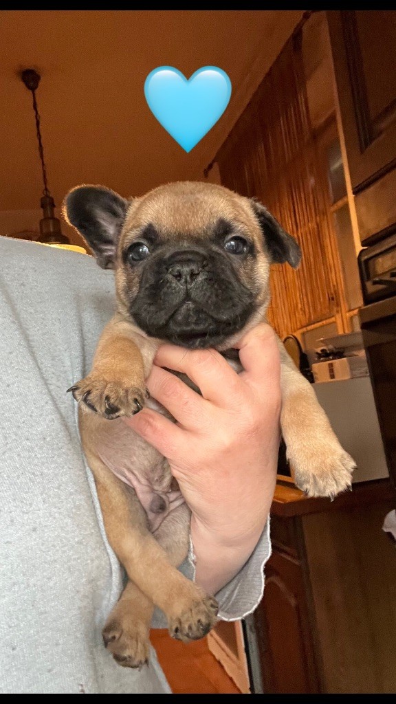 De La Vallée Du Cagire - Chiots disponibles - Bouledogue français