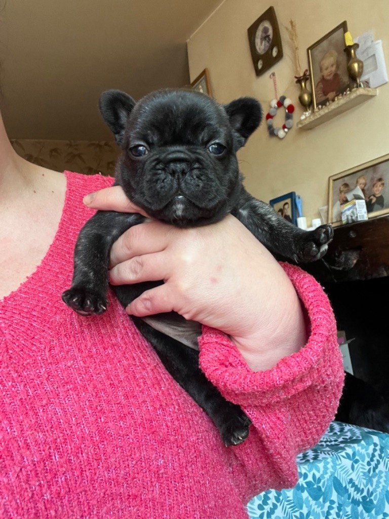 De La Vallée Du Cagire - Bouledogue français - Portée née le 21/04/2024