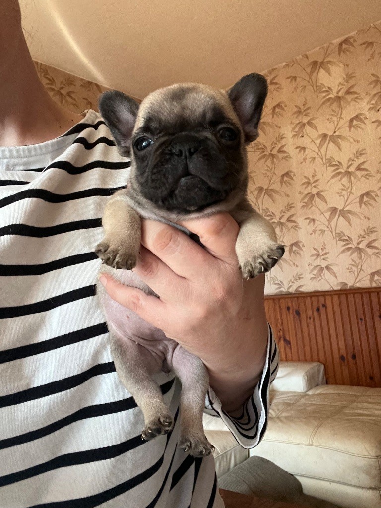 De La Vallée Du Cagire - Chiots disponibles - Bouledogue français