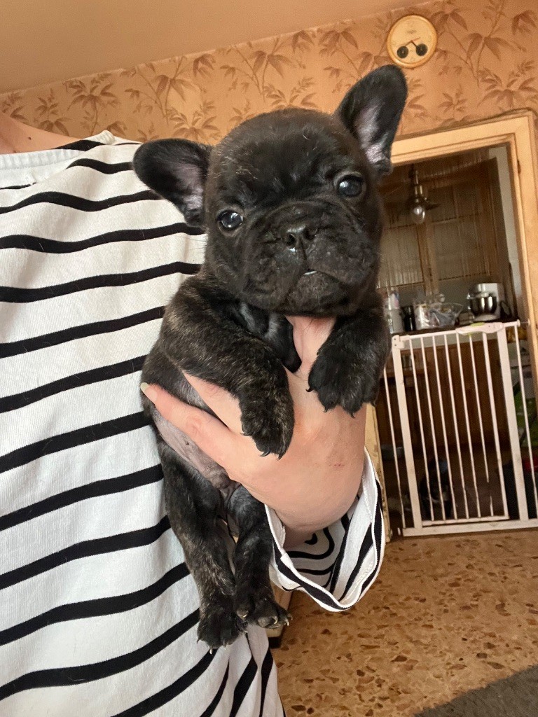 De La Vallée Du Cagire - Chiots disponibles - Bouledogue français